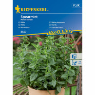 Mięta pieprzowa ,,Spearmint&rsquo;&rsquo; - Kiepenkerl