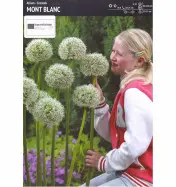 Czosnek 'Mont Blanc' &ndash; 1 szt