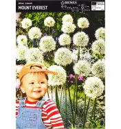 Czosnek 'Mount Everest' &ndash; 1 szt