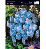 Krokus Wielkokwiatowy &#039;Sky Blue&#039; &ndash; 3 szt