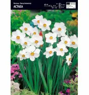 Narcyz &#039;Actaea&#039; &ndash; 3 szt