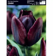Tulipan czarny &#039;Black&#039; &ndash; 3 szt