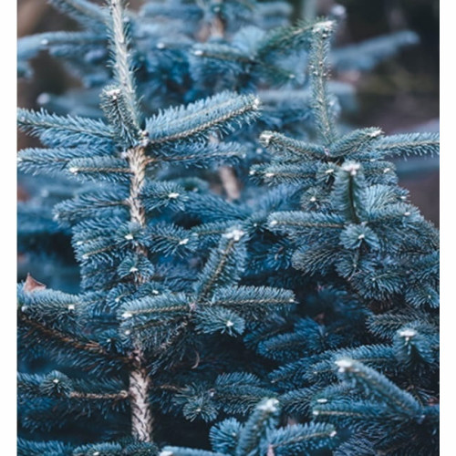 Świerk srebrny kłujący 'Misty Blue' - Sadzonka 25-30 cm