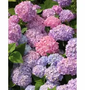 Hortensja Ogrodowa &#039;Bouquet Rose&#039; &ndash; Sadzonka 45-60 cm