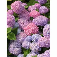 Hortensja Ogrodowa &#039;Bouquet Rose&#039; &ndash; Sadzonka 45-60 cm