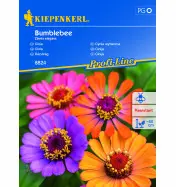 Cynia wytworna 'Bumblebee' - Nasiona - Kiepenkerl